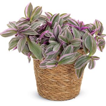 Tradescantia - Feeling Flirty™