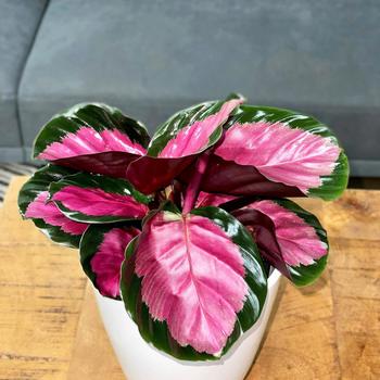 Calathea roseopicta - Color Full® Rosy Prayer Plant
