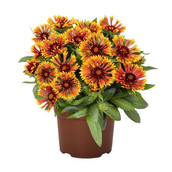Gaillardia aristata (Blanket Flower) - SpinTop™ 'Mariach Copper Sun' 