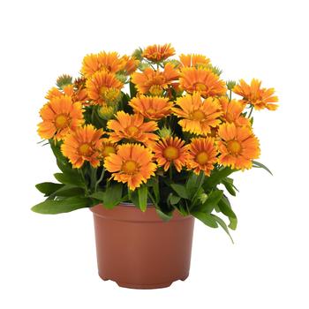 Gaillardia aristata - 'SpinTop Mango' Blanket Flower