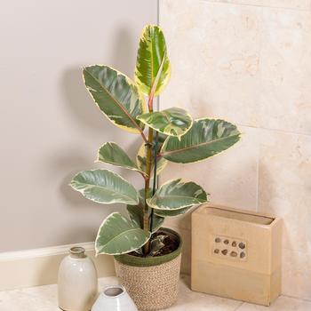 Ficus elastica - Chroma® 'Tineke' Rubber Plant