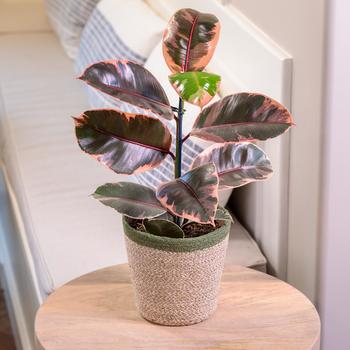 Ficus elastica - Chroma® 'Belize' Rubber Plant