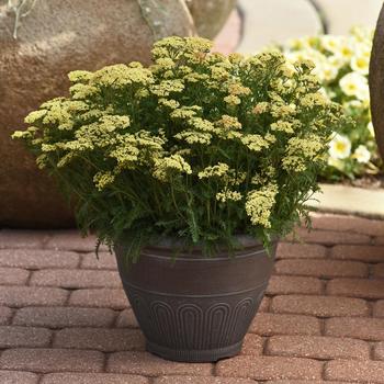 Achillea millefolium (Yarrow) - Milly Rock™ Yellow