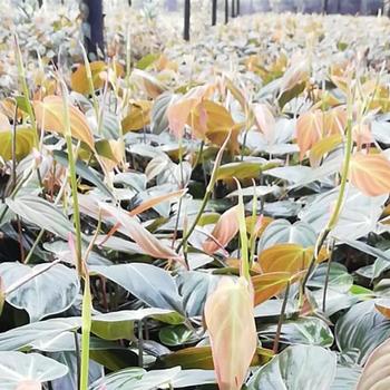 Philodendron hederaceum var. hederaceum - 'Micans' Velvet-leaf Philodendron