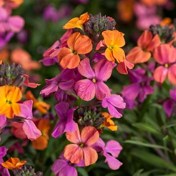 Erysimum linifolium - Erysistible™ Bronze Rose Wallflower