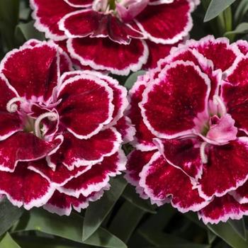 Dianthus (Pinks) - Constant Beauty® 'Crush Burgundy'