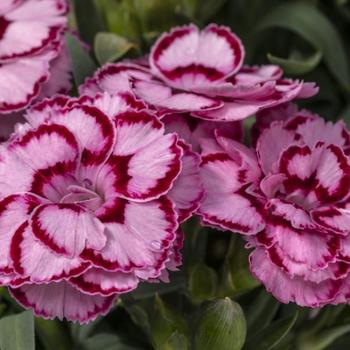 Dianthus (Pinks) - Constant Beauty® 'Crush Pink'