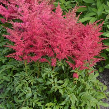 Astilbe japonica (False Spirea) - Younique™ Ruby Red