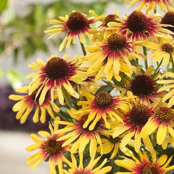 Echinacea - 'SunSeekers Tequila Sunrise' Coneflower