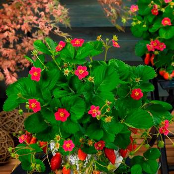 Fragaria x ananassa - 'Tarpan' Strawberry