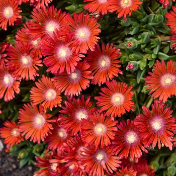 Delosperma hybrid - Kaleidoscope™ 'Dancing Embers' Ice Plant