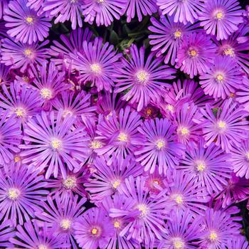 Delosperma hybrid - Kaleidoscope™ 'Orchid Flash' Ice Plant