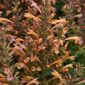 Agastache mexicana - Summerlong™ Peach Mexican Giant Hyssop