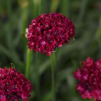 Armeria pseudarmeria (Thrift, Sea Pinks) - Dreameria™ 'Hypnotic Dreams'