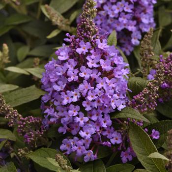 Buddleia davidii (Butterfly Bush) - Chrysalis™ Steel Blue