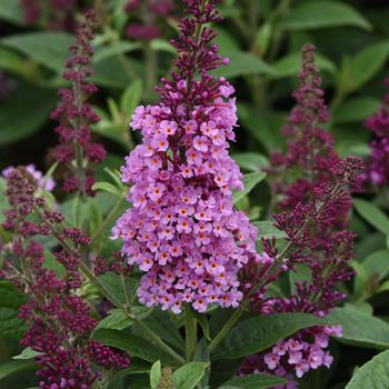 Buddleia davidii (Butterfly Bush) - Chrysalis™ Pink