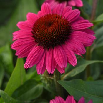 Echinacea (Coneflower) - Sombrero® 'Fuchsia Fandango'