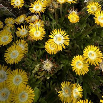 Delosperma (Ice Plant) - Jewel of Desert 'Peridot'