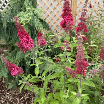 Buddleia davidii (Butterfly Bush) - Monarch® 'Prince Charming'
