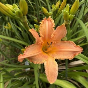 Hemerocallis - 'New Tangerine Twist' Daylily
