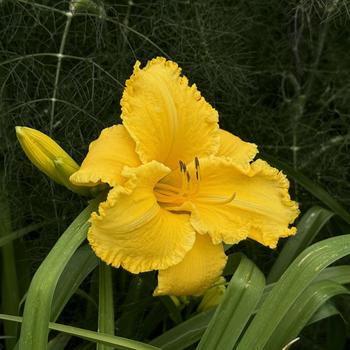 Hemerocallis - 'Erin Lea' Daylily