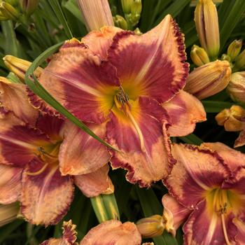 Hemerocallis (Daylily) - Rainbow Rhythm® 'Lake of Fire'