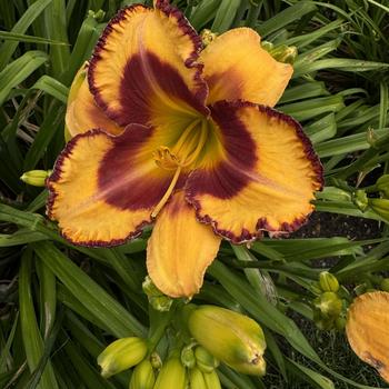 Hemerocallis (Daylily) - Rainbow Rhythm® 'Blazing Glory'
