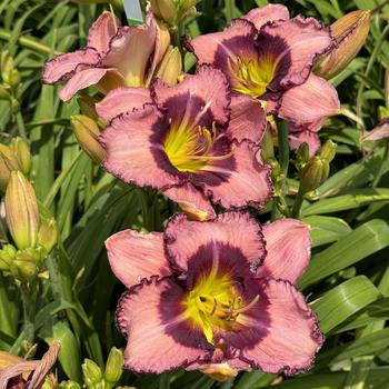 Hemerocallis - 'Be Fruitful and Multiply' Daylily