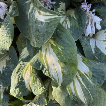 Hosta - 'Hans' Hosta, Plantain Lily