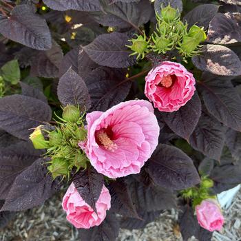 Hibiscus (Rose Mallow) - Summerific&reg; 'Edge of Night'