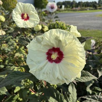 Hibiscus (Rose Mallow) - Summerific® 'French Vanilla'