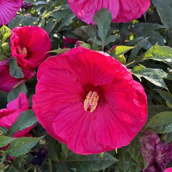 Hibiscus - 'Summer in Paradise' Rose Mallow