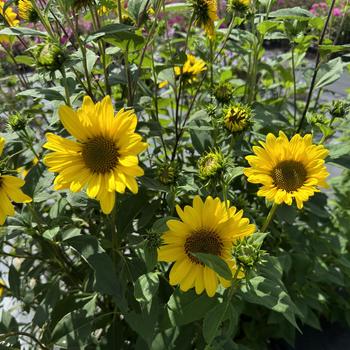 Helianthus - 'Suncatcher' Sunflower
