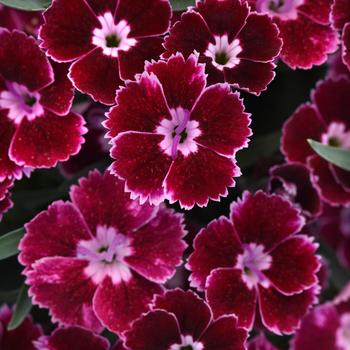 Dianthus - Everlast™ Ruby Edge