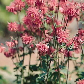 Aquilegia vulgaris - 'Barlow Rose' Columbine