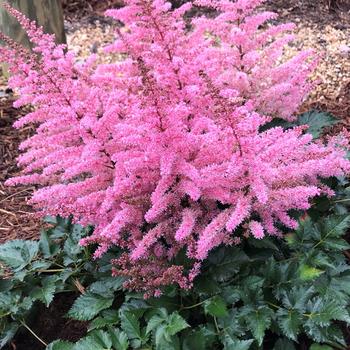 Astilbe arendsii - Razzle Dazzle® False Spirea