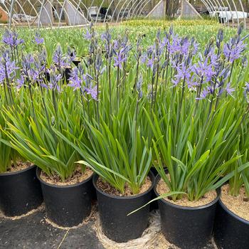Camassia leichtlinii - 'Caerulea' Wild Hyacinth