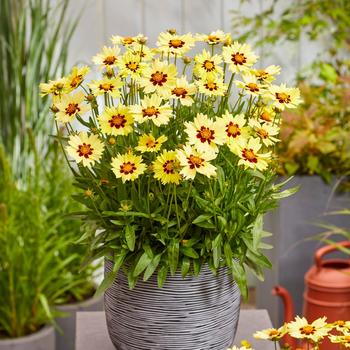 Coreopsis grandiflora - Solar Moon® Tickseed