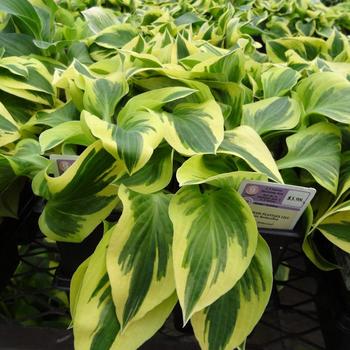Hosta - 'Bedazzled' Plantain Lily