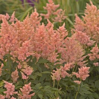 Astilbe japonica - 'Peach Blossom' False Spirea