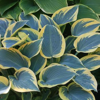 Hosta - 'First Frost' Hosta, Plantain Lily