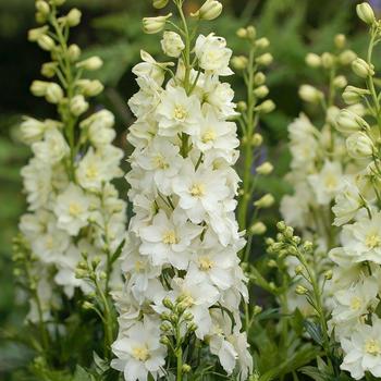 Delphinium - Delgenius™ 'Neva'