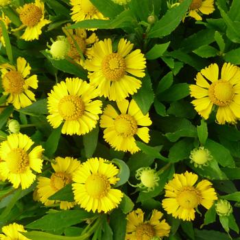 Helenium autumnale (Sneezeweed) - Salud™ Yellow