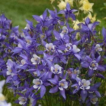 Aquilegia caerulea (Columbine) - Kirigami™ Deep Blue & White
