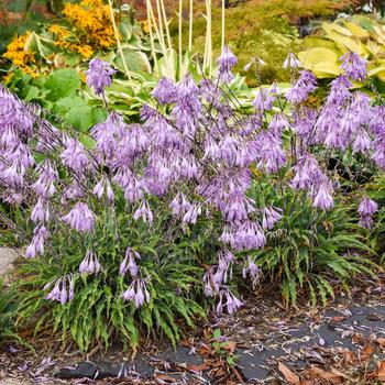 Hosta - 'Silly String' Hosta, Plantain Lily