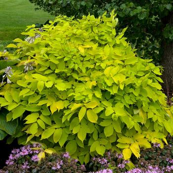 Aralia cordata - 'Sun King' Japanese Spikenard