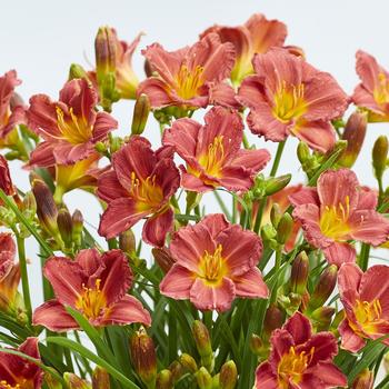 Hemerocallis (Daylily) - EveryDaylily® Red