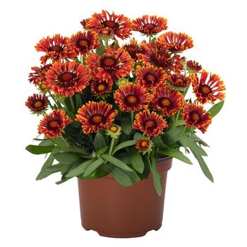 Gaillardia aristata - SpinTop™ 'Mariachi Red Sky' Blanket Flower