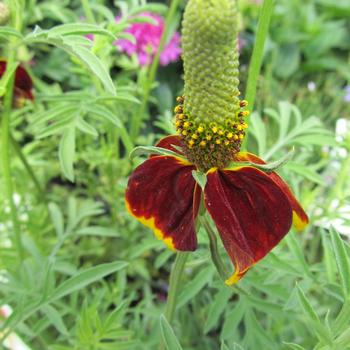Ratibida columnifera - 'Red Midget' Dwarf Mexican Hat
