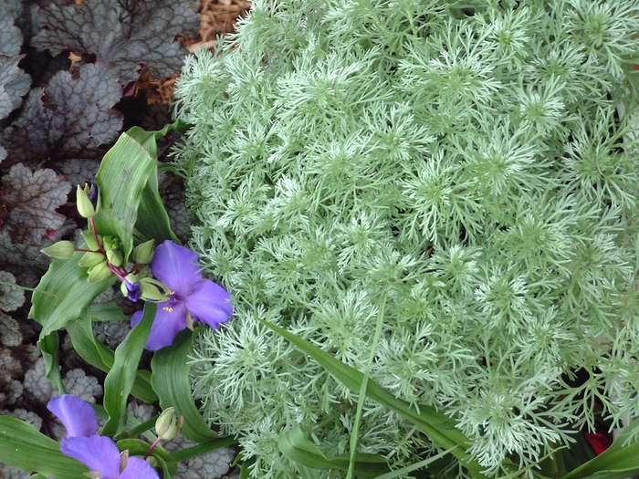'Silver Mound' Wormwood - Artemisia schmidtiana from Ladds Gardencener